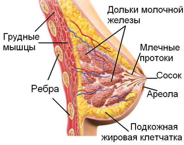 Где находятся молочные. Строение молочной железы анатомия. Строение протоков молочной железы. Молочная железа у женщин строение анатомия. Строение дольки молочной железы.