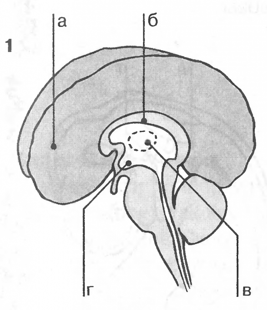 Промежуточный рисунок. Что такое промежуточный мозг спинного мозга. Головной мозг ствол и промежуточный мозг. Промежуточный мозг рисунок. Ствол головного мозга рисунок.