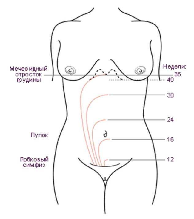 Беременность схема расположения
