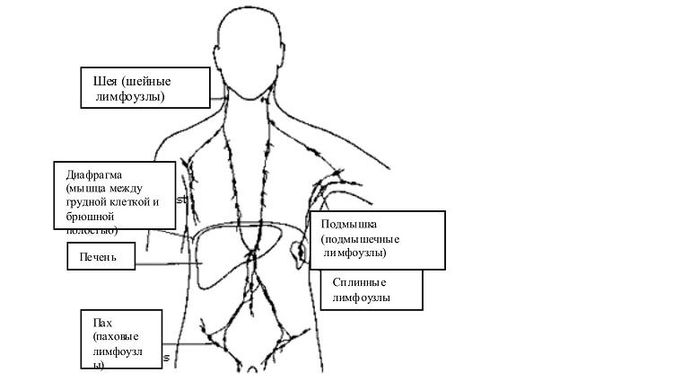 Где у человека находятся лимфоузлы схема